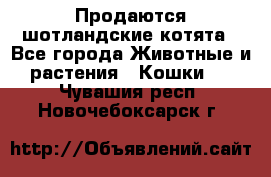 Продаются шотландские котята - Все города Животные и растения » Кошки   . Чувашия респ.,Новочебоксарск г.